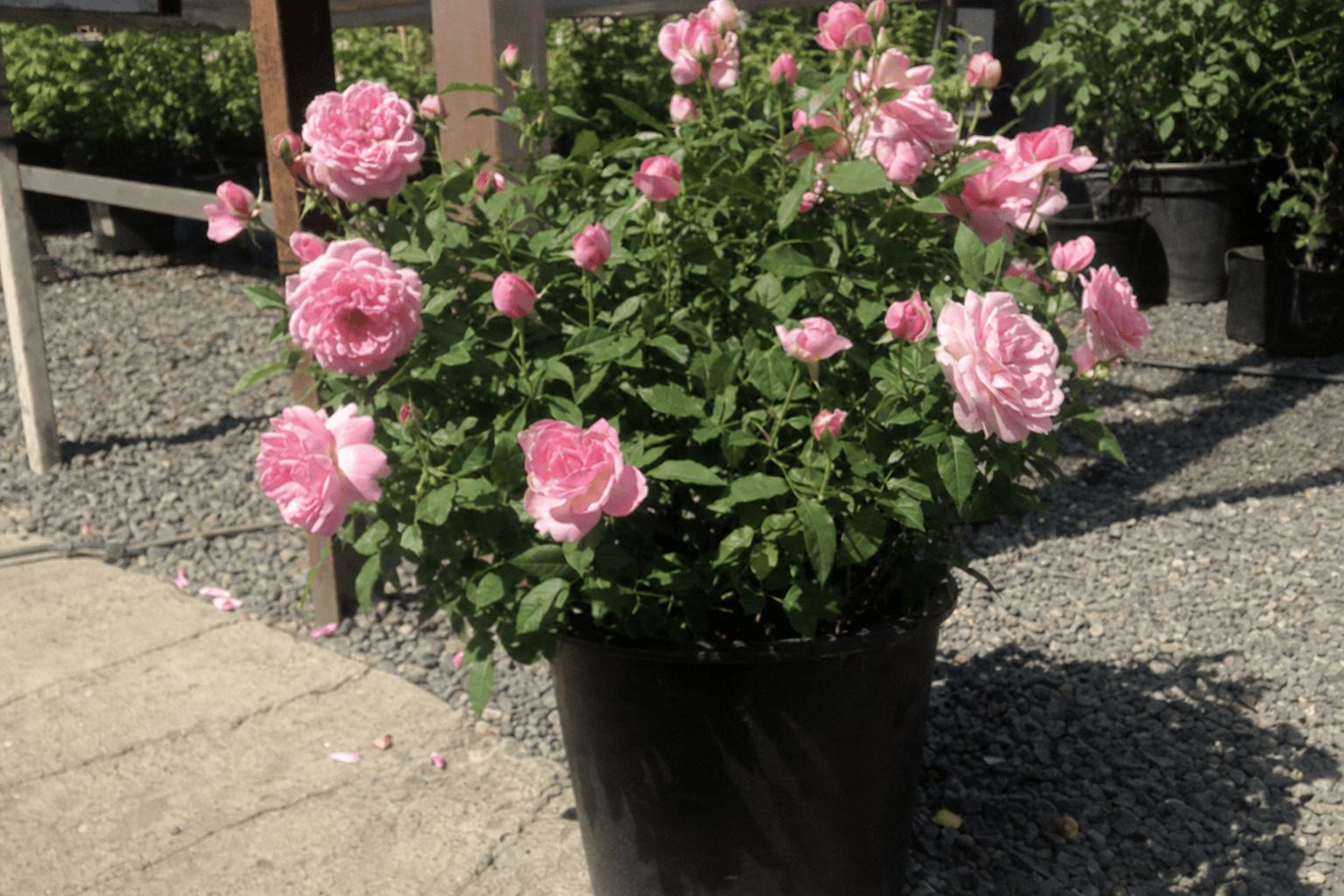 Original plant photo